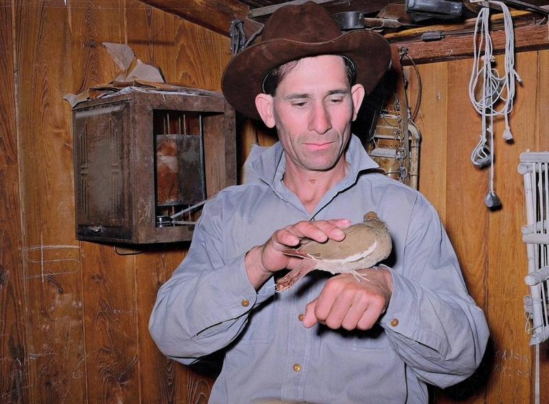 [colorized] A man and his white-winged dove in Crystal City, 1939.
Spectacular image from Russell Lee.